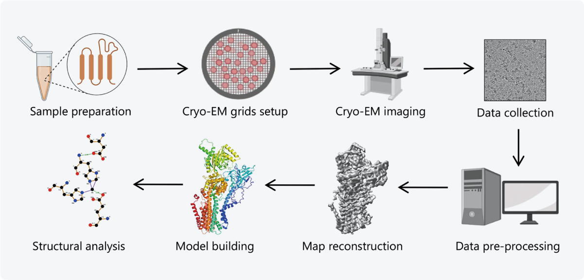 Figure 1. The workflow of Cryo-EM SPA